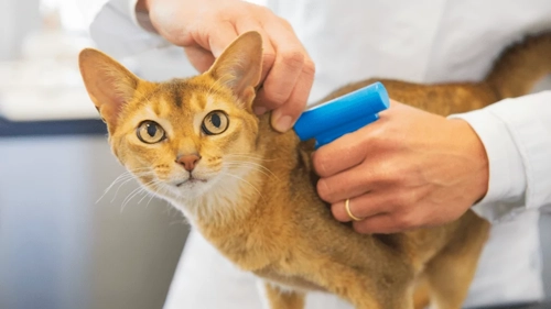 Campanha de Sensibilização para o Bem-Estar Animal da DGAV - Cuidar é um compromisso