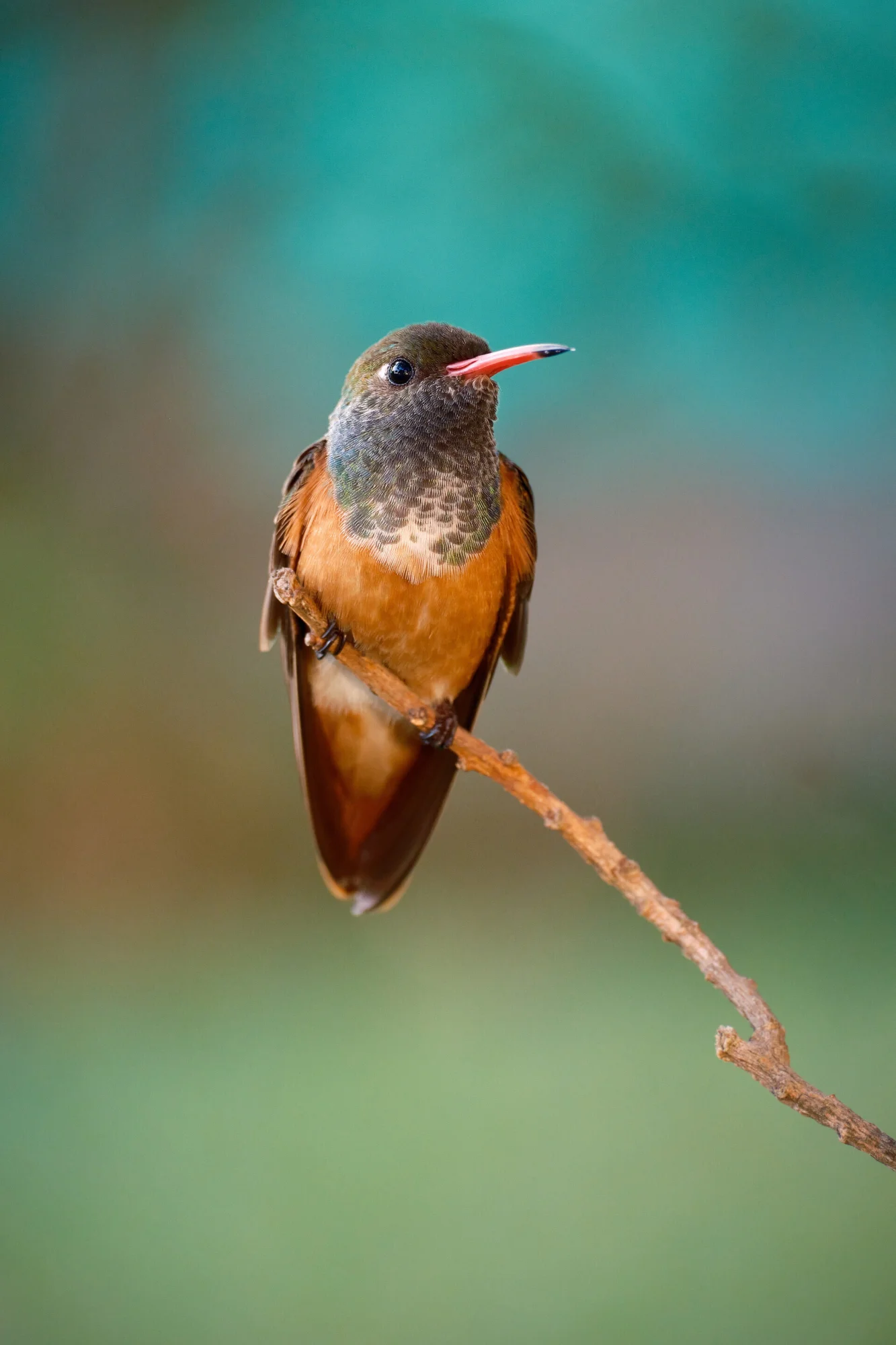 o titulo da imagem 2